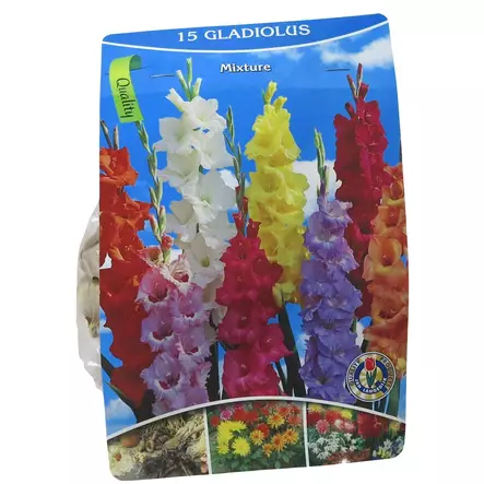 Miekkalilja mukula 15 kpl Gladiolus Mixture - Kukkasipulit ja istukkaat - 8710186671148 - 1