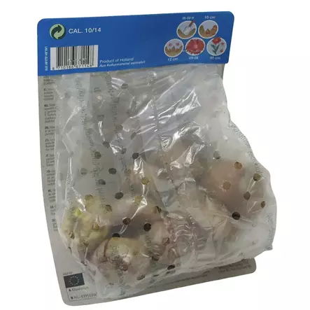 Miekkalilja mukula 10 kpl Gladiolus Mixture - Kukkasipulit ja istukkaat - 8710186671148 - 2