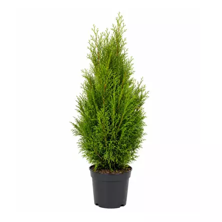 Tuija Brabant 120-140 cm - Kukat ja kasvit - 458 - 1