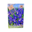 Iiris kukkasipuli 10 kpl Iris Hollandica Blau - Kukkasipulit ja istukkaat - 839808 - 1