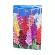Gladiolus 10Kpl Mixture. - Kukkasipulit ja istukkaat - 8710186671148 - 1