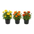 SAMETTIKUKKA 10,5-11CM - Kukat ja kasvit - 834148 - 1