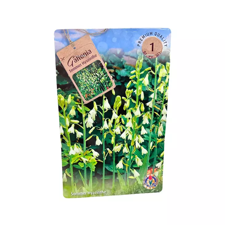 Galtonia kukkasipuli 1 kpl Galtonia Sommer Hyazinthe - Kukkasipulit ja istukkaat - 839778 - 1