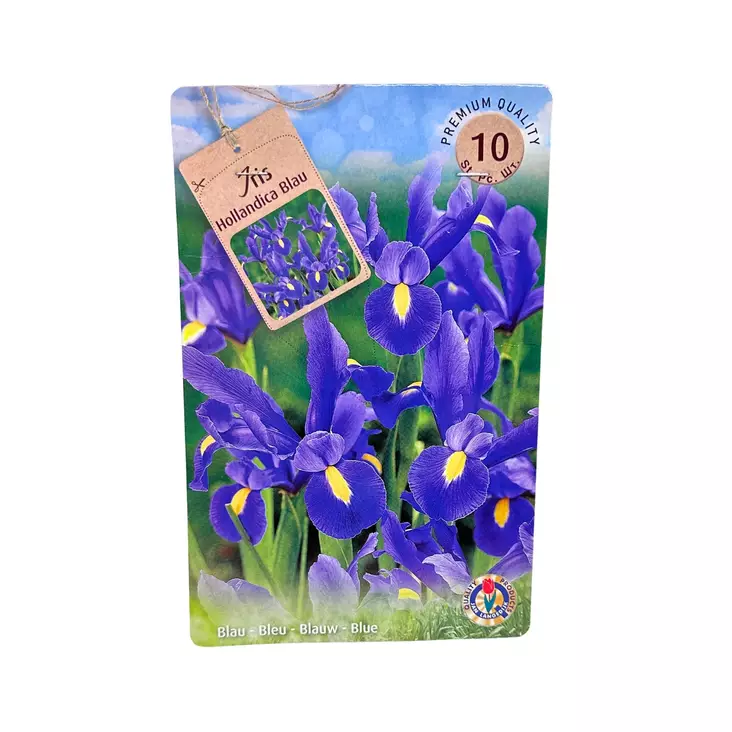 Iiris kukkasipuli 10 kpl Iris Hollandica Blau - Kukkasipulit ja istukkaat - 839808 - 1
