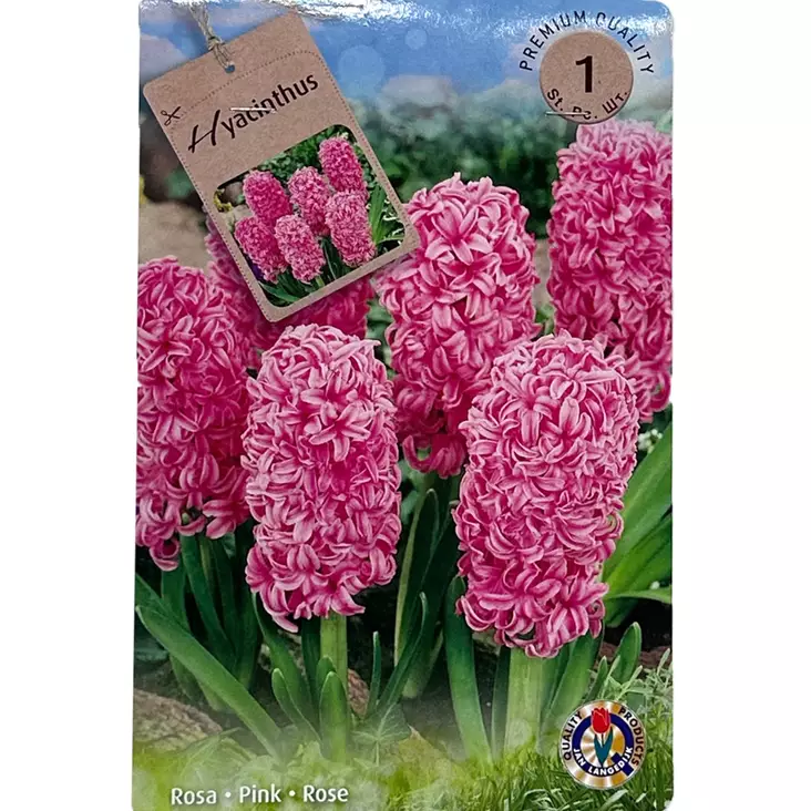 Hyacinthus rosa 1kpl - Kukkasipulit ja istukkaat - 839198 - 1