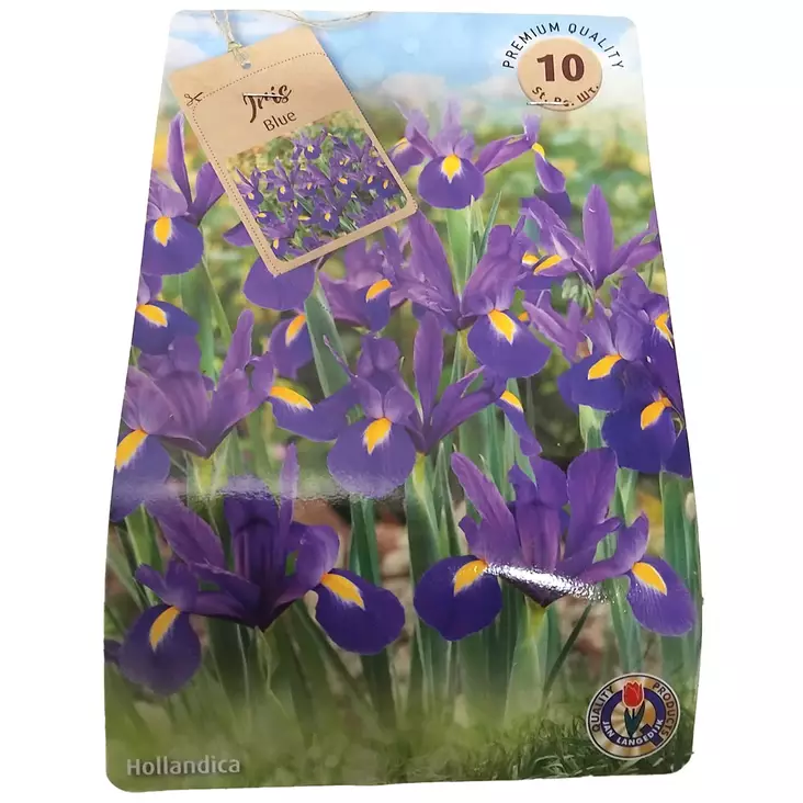 Iiris Sininen 10kpl - Kukkasipulit ja istukkaat - 8710186700138 - 1