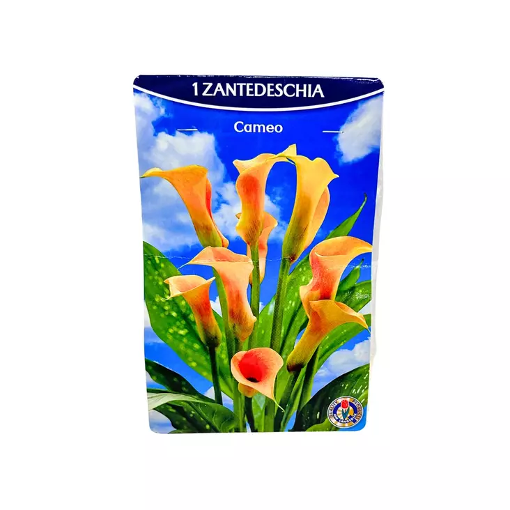 Kalla mukula 1 kpl Zantedeschia Cameo - Kukkasipulit ja istukkaat - 8710186688528 - 1