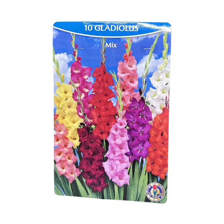 Gladiolus 10Kpl Mixture. - Kukkasipulit ja istukkaat - 8710186671148 - 1