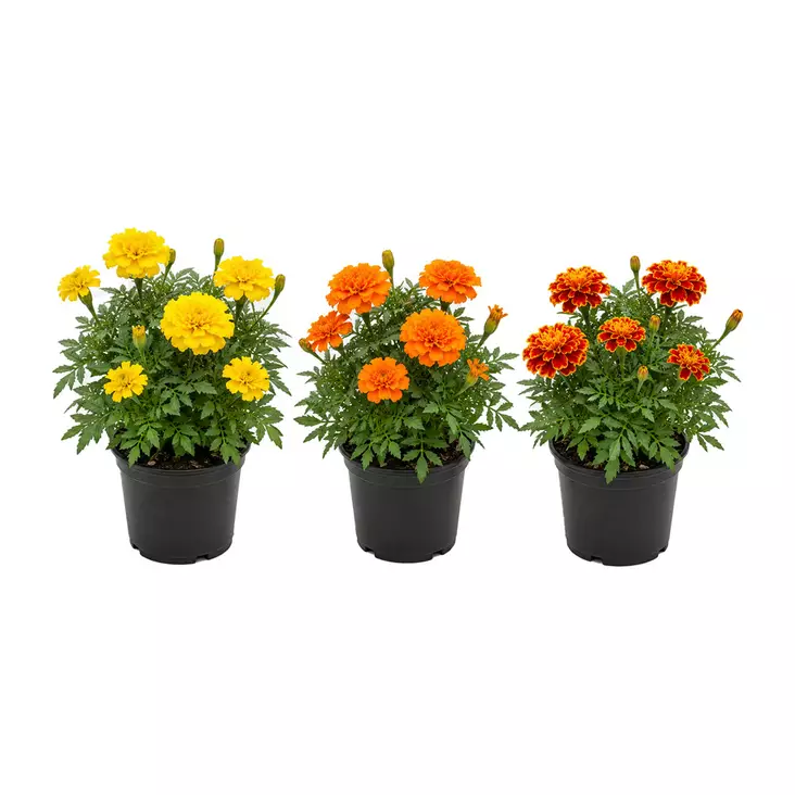 SAMETTIKUKKA 10,5-11CM - Kukat ja kasvit - 834148 - 1