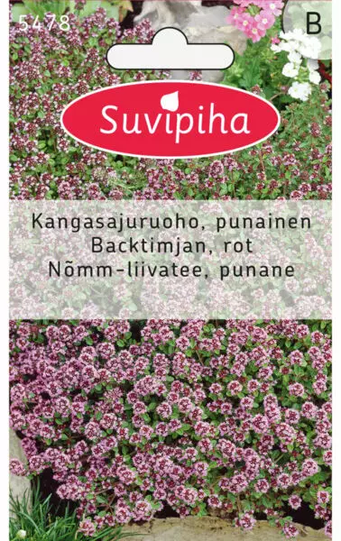 KANGASAJURUOHO 1 THYMUS SERPYLLUM - Kukkasiemenet - 8711117547808 - 1
