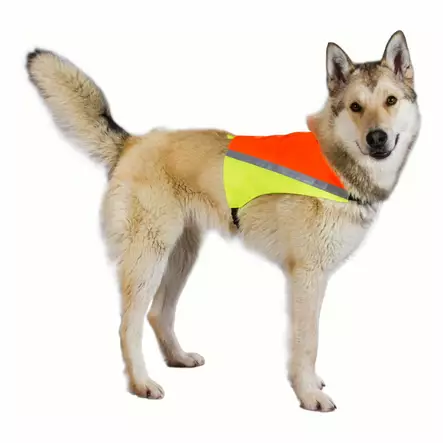 BF KOIRAN HUOMIOLIIVI L - Koiran ulkoilutus - 5700551140679 - 2