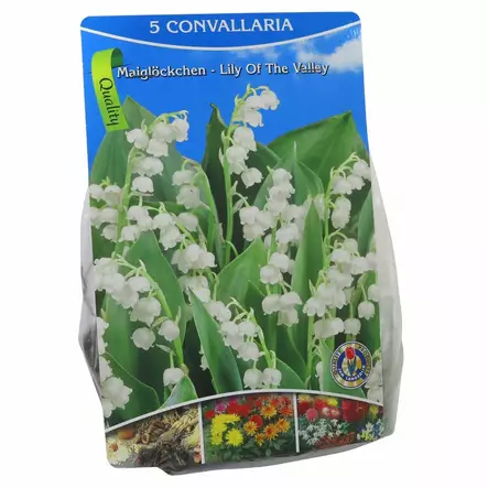 Kukkasipuli tarjous - Kukkasipulit ja istukkaat - 8710186694079 - 1