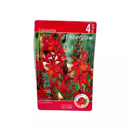 Ruostekukka mukula 4 kpl Crocosmia Embertow - Kukkasipulit ja istukkaat - 8710186671919 - 1