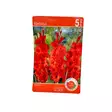 Miekkalilja mukula 5 kpl Gladiolus Rot-Red - Kukkasipulit ja istukkaat - 8710186672039 - 1
