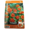 Begonia 1kpl - Kukkasipulit ja istukkaat - 8710186670189 - 1