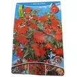 Begonia Red 1kpl - Kukkasipulit ja istukkaat - 8710186670929 - 1