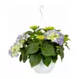 HORTENSIA-AMPPELI - Kukat ja kasvit - 989 - 1