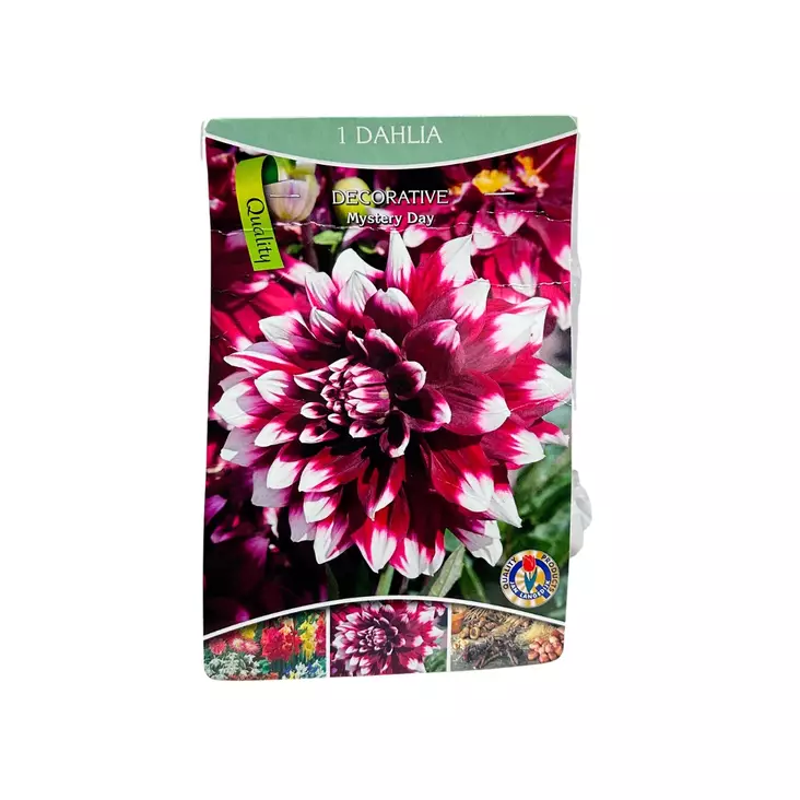 Daalia mukula 1 kpl Dahlia Decorative Mystery Day - Kukkasipulit ja istukkaat - 8710186691399 - 1