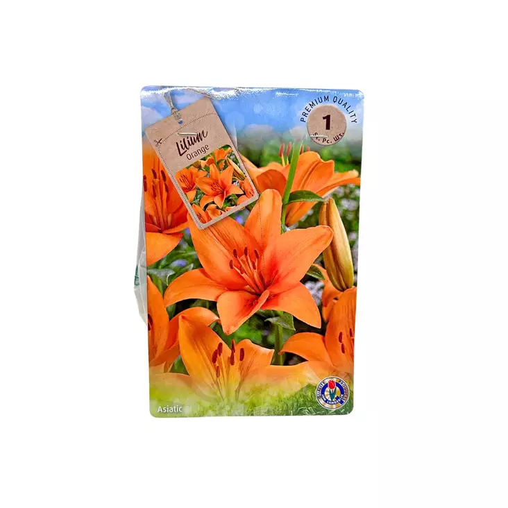 Lilja kukkasipuli 1 kpl Lilium Orange - Kukkasipulit ja istukkaat - 8710186700169 - 1