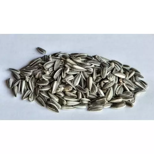 Auringonkukansiemen 2,5kg - Lintujen talviruokinta, siemenet & talit - 6420614081129 - 1