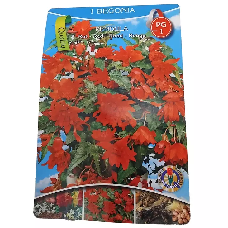 Begonia Red 1kpl - Kukkasipulit ja istukkaat - 8710186670929 - 1