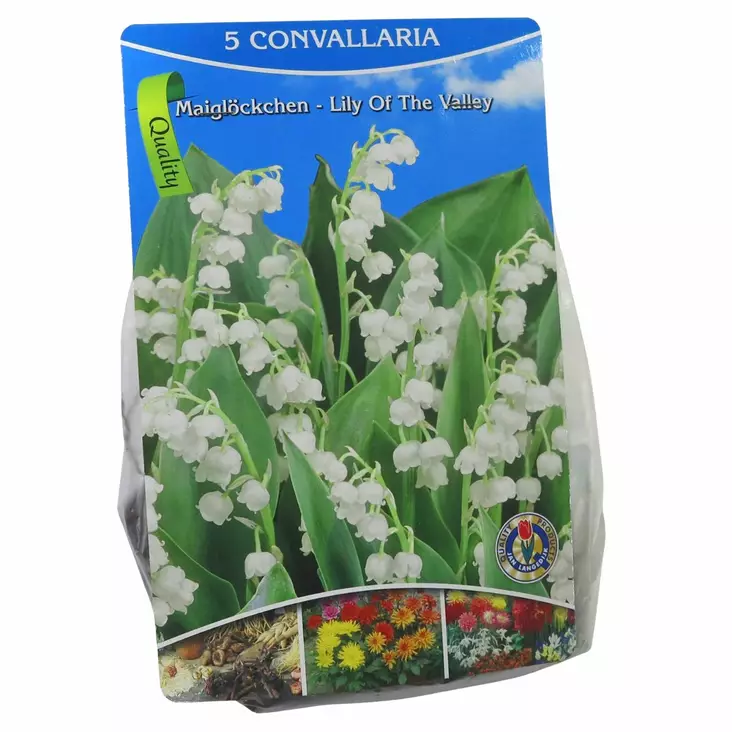 Kukkasipuli tarjous - Kukkasipulit ja istukkaat - 8710186694079 - 1