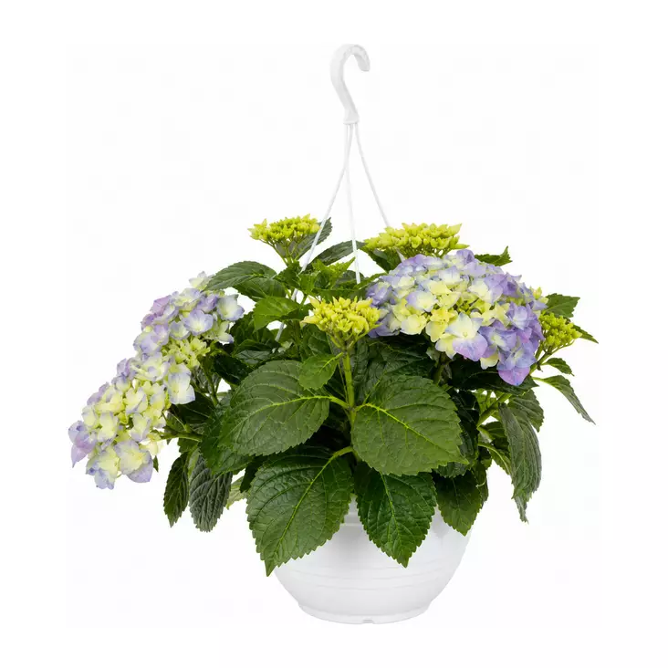 HORTENSIA-AMPPELI - Kukat ja kasvit - 989 - 1