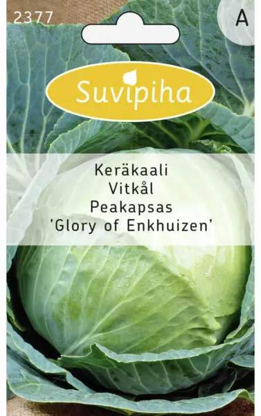 KERÄKAALI 3 GLORY OF ENKHUIZEN - Vihannes, juures & yrttien siemenet - 8711117237709 - 1