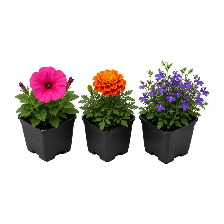 KESÄKUKKA 8CM KOTIMAINEN mm.petunia - Kukat ja kasvit - 339 - 1