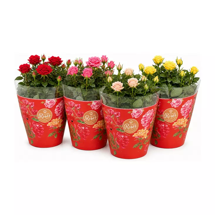 RUUSU VATI 20cm - Kukat ja kasvit - 169 - 1